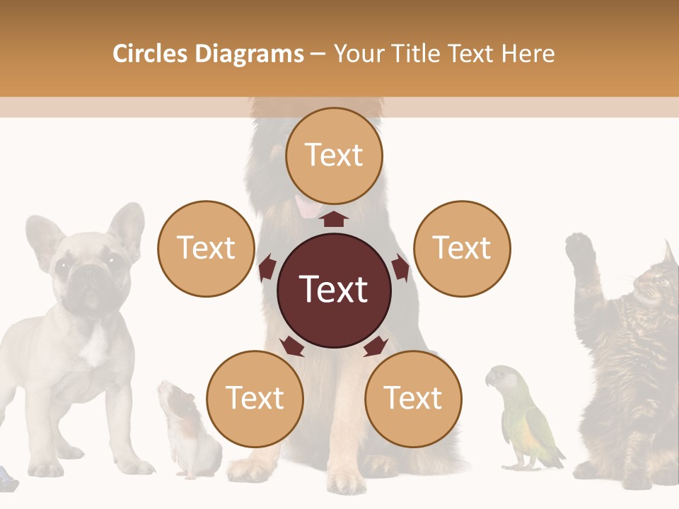 Pet Dart Guinea Pig PowerPoint Template