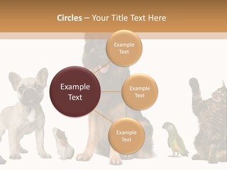 Pet Dart Guinea Pig PowerPoint Template