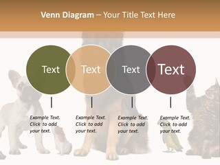 Pet Dart Guinea Pig PowerPoint Template