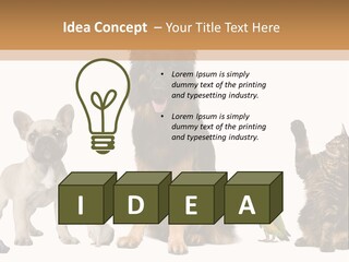 Pet Dart Guinea Pig PowerPoint Template