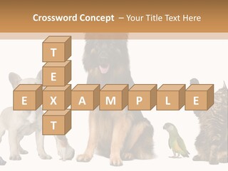 Pet Dart Guinea Pig PowerPoint Template