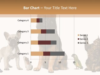 Pet Dart Guinea Pig PowerPoint Template