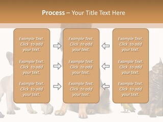 Pet Dart Guinea Pig PowerPoint Template