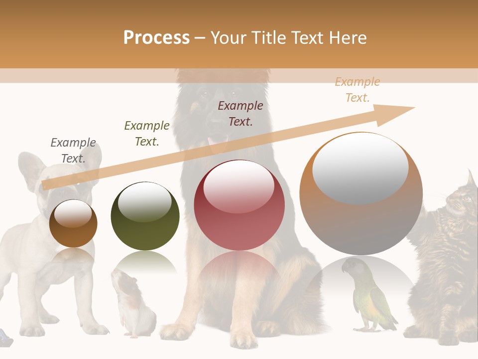 Pet Dart Guinea Pig PowerPoint Template