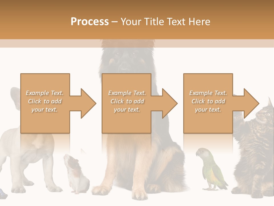 Pet Dart Guinea Pig PowerPoint Template