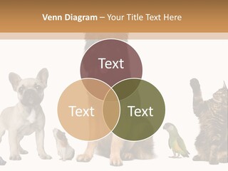 Pet Dart Guinea Pig PowerPoint Template