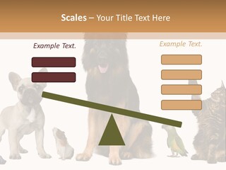 Pet Dart Guinea Pig PowerPoint Template