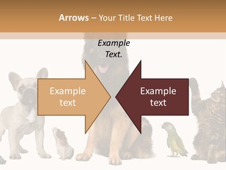 Pet Dart Guinea Pig PowerPoint Template