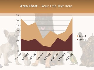 Pet Dart Guinea Pig PowerPoint Template