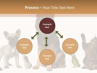 Pet Dart Guinea Pig PowerPoint Template