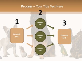 Pet Dart Guinea Pig PowerPoint Template