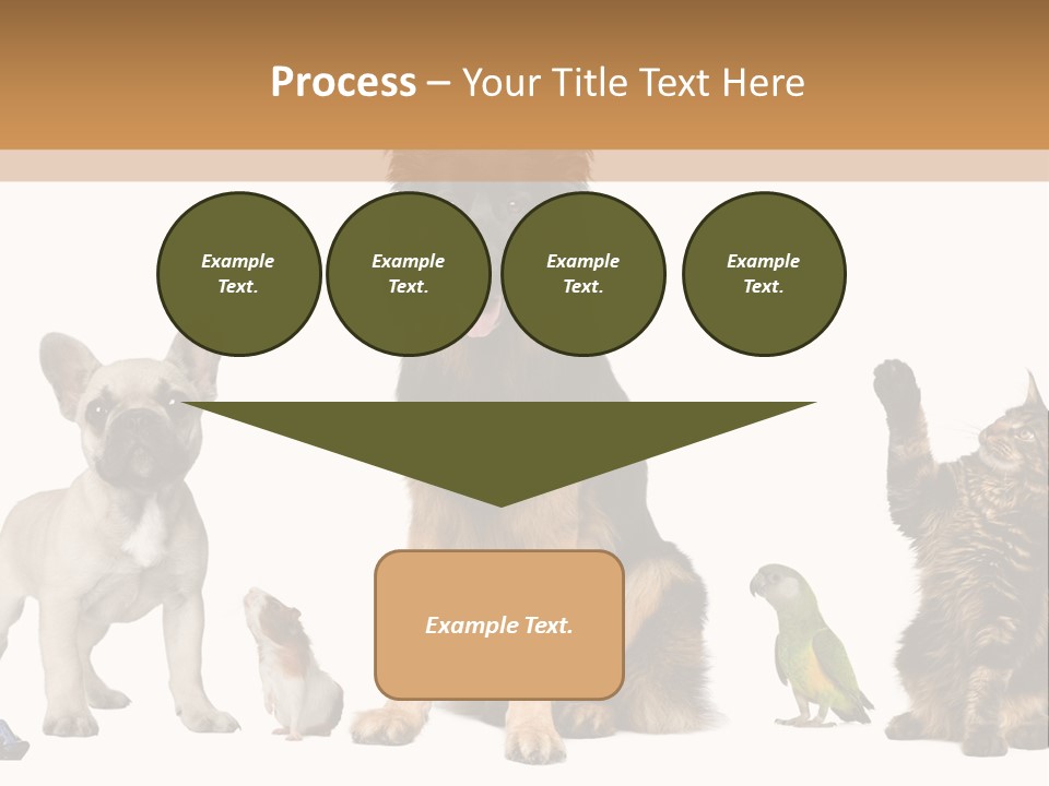 Pet Dart Guinea Pig PowerPoint Template