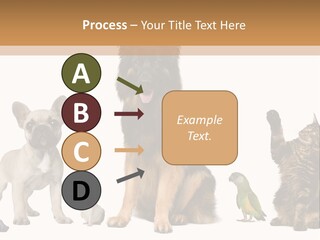 Pet Dart Guinea Pig PowerPoint Template