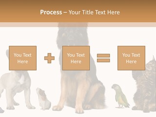 Pet Dart Guinea Pig PowerPoint Template