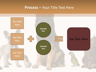 Pet Dart Guinea Pig PowerPoint Template