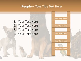 Pet Dart Guinea Pig PowerPoint Template