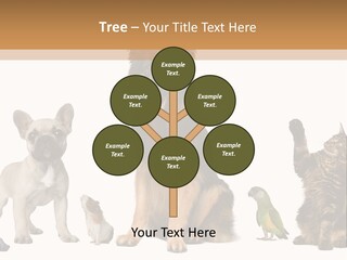 Pet Dart Guinea Pig PowerPoint Template