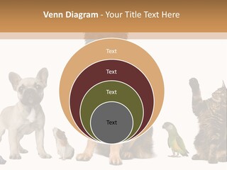 Pet Dart Guinea Pig PowerPoint Template