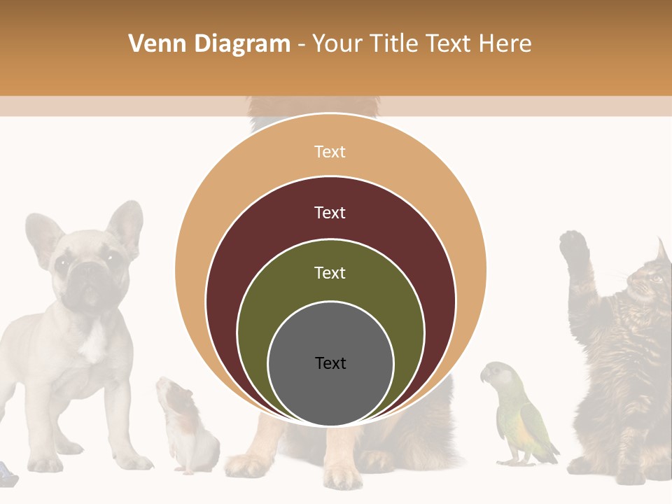 Pet Dart Guinea Pig PowerPoint Template