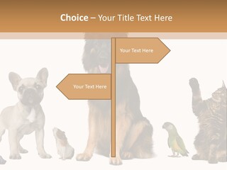 Pet Dart Guinea Pig PowerPoint Template