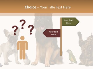 Pet Dart Guinea Pig PowerPoint Template