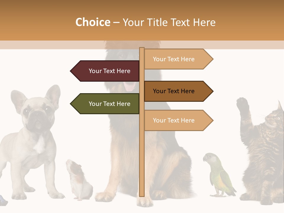 Pet Dart Guinea Pig PowerPoint Template