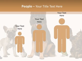 Pet Dart Guinea Pig PowerPoint Template