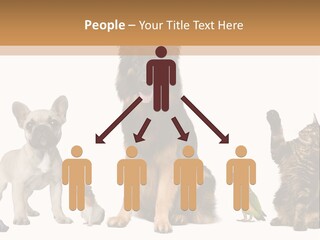 Pet Dart Guinea Pig PowerPoint Template