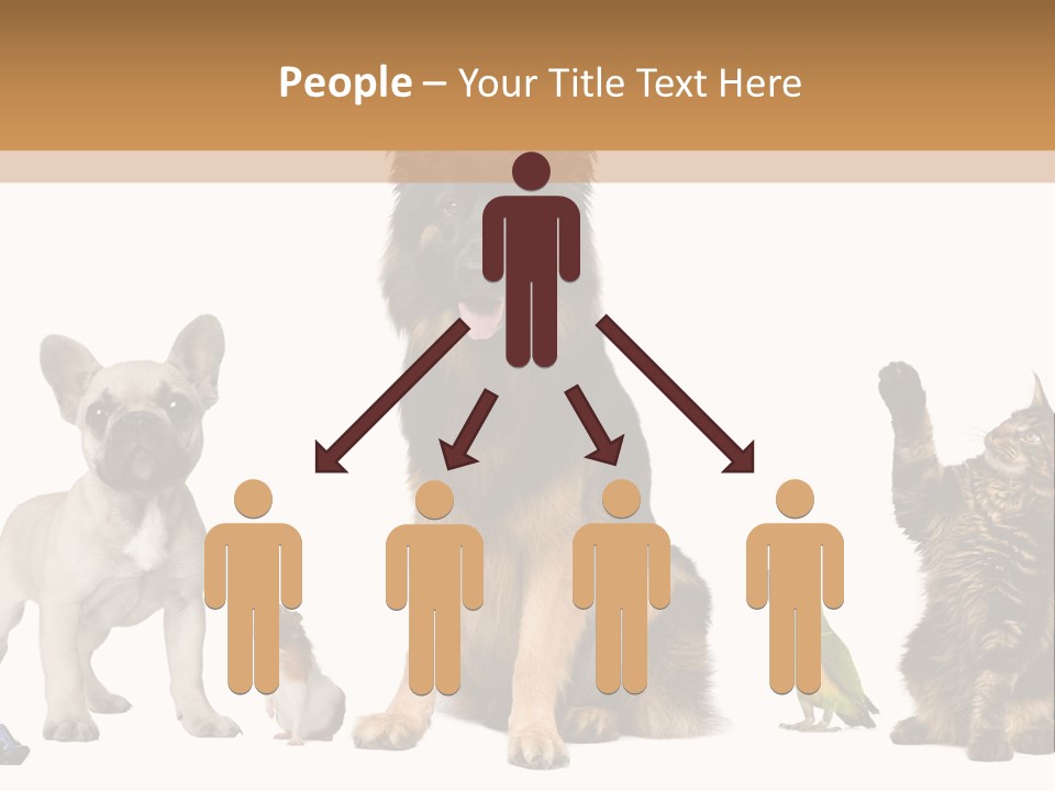 Pet Dart Guinea Pig PowerPoint Template