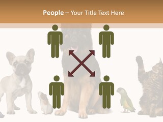 Pet Dart Guinea Pig PowerPoint Template