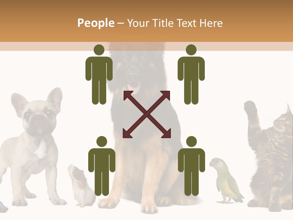 Pet Dart Guinea Pig PowerPoint Template