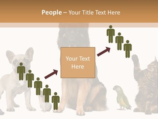 Pet Dart Guinea Pig PowerPoint Template