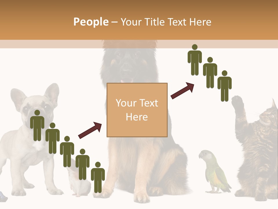 Pet Dart Guinea Pig PowerPoint Template