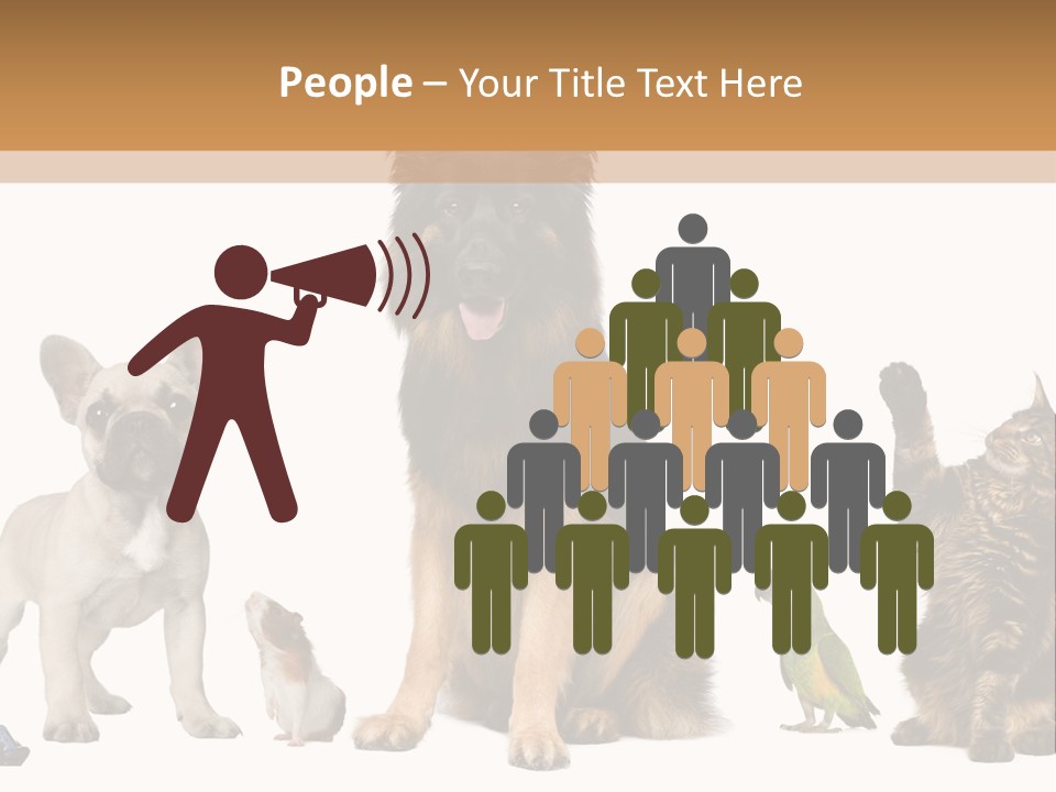 Pet Dart Guinea Pig PowerPoint Template