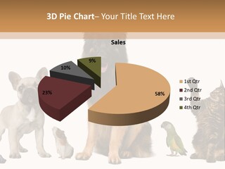 Pet Dart Guinea Pig PowerPoint Template