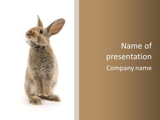 Wabbit Easter Bunny PowerPoint Template