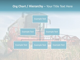 Plant Rye Cereal PowerPoint Template