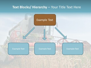 Plant Rye Cereal PowerPoint Template