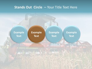 Plant Rye Cereal PowerPoint Template