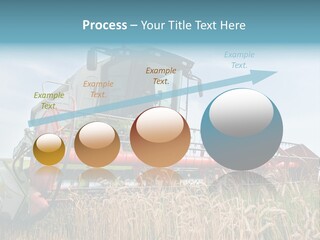 Plant Rye Cereal PowerPoint Template
