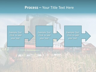 Plant Rye Cereal PowerPoint Template