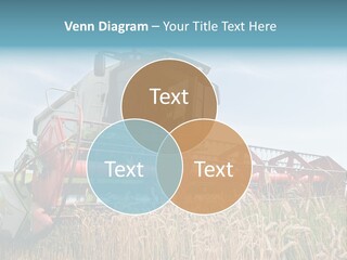 Plant Rye Cereal PowerPoint Template