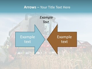 Plant Rye Cereal PowerPoint Template