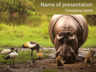Hippo Bird Animal PowerPoint Template