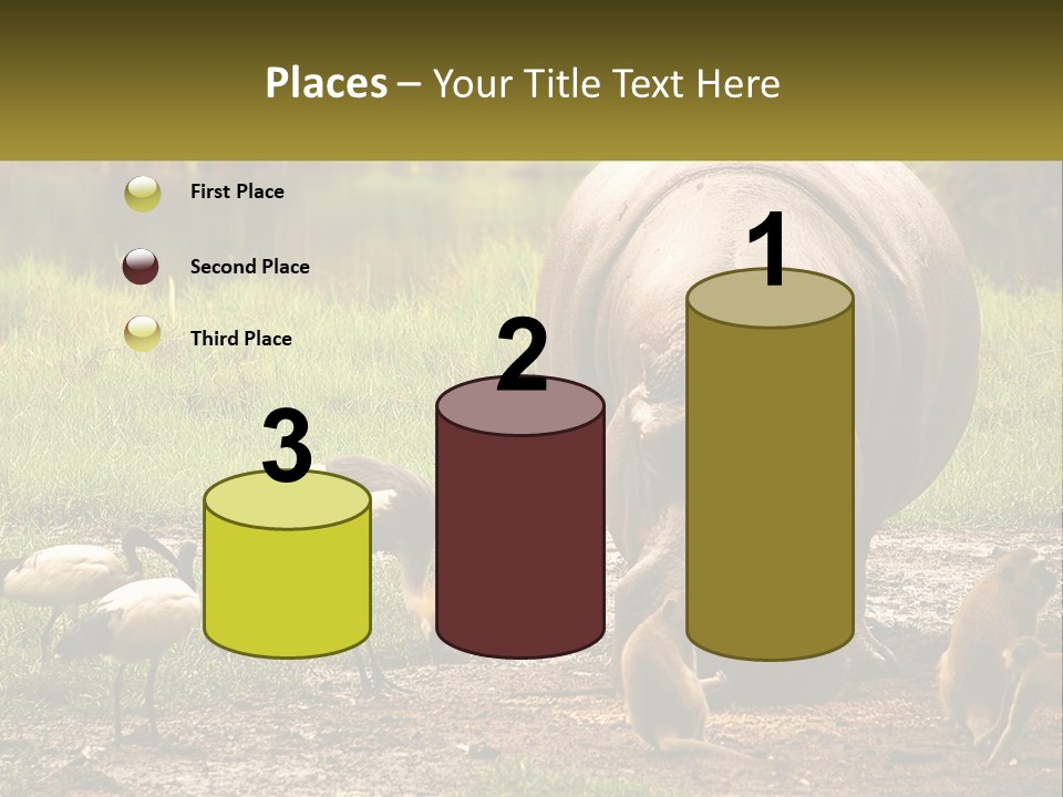 Hippo Bird Animal PowerPoint Template