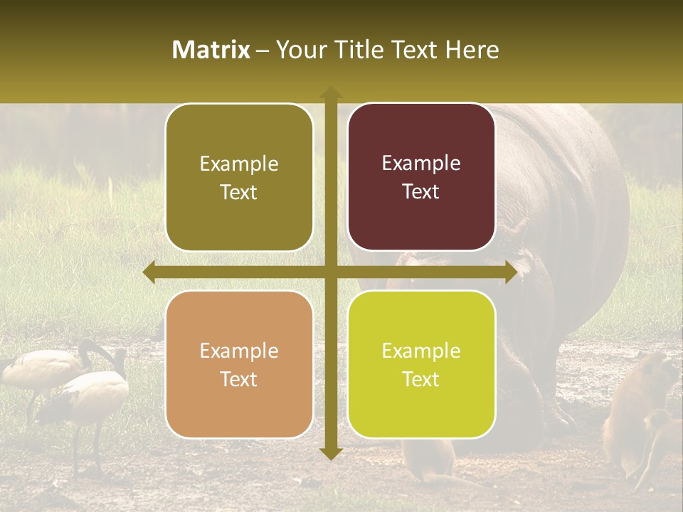 Hippo Bird Animal PowerPoint Template