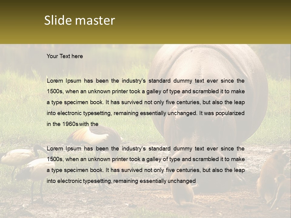 Hippo Bird Animal PowerPoint Template