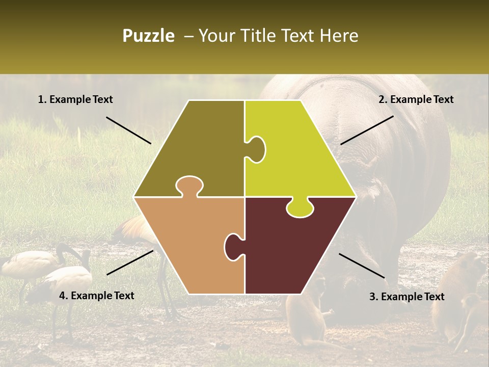 Hippo Bird Animal PowerPoint Template