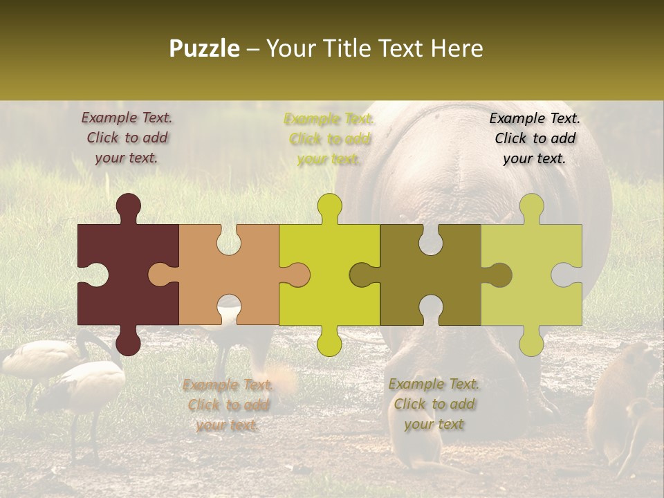 Hippo Bird Animal PowerPoint Template