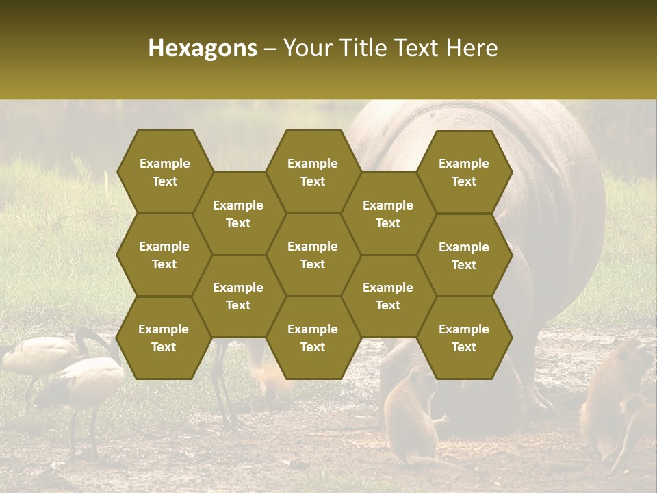 Hippo Bird Animal PowerPoint Template